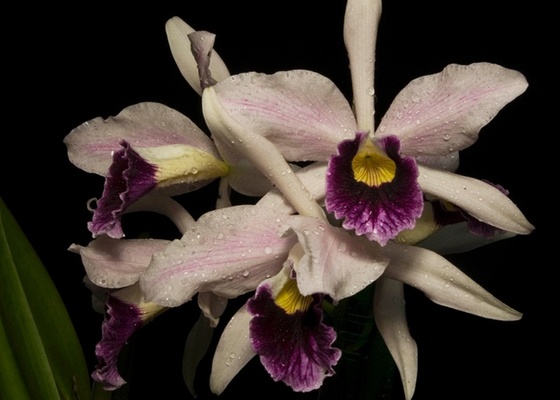 A orquídea Brasilaelia purpurata, espécie originária das regiões litorâneas do sul e sudeste do Brasil. A planta é destaque da 11ª Expoverão, que acontece de 3 a 5 de dezembro de 2010