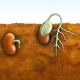 http://c.imguol.com/casaeimoveis/2011/06/09/iustracao-mostra-sequencia-de-germinacao-da-semente-e-crescimento-da-planta-1307650422079_80x80.jpg