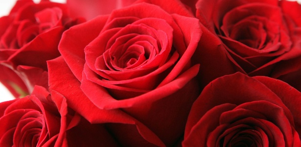 Rosas vermelhas da designer de flores Flávia Rocco, sugestão para o Dia dos Namorados