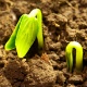 http://c.imguol.com/casaeimoveis/2011/06/16/plantas-brotando-da-terra-1308255983749_80x80.jpg