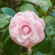 http://c.imguol.com/casaeimoveis/2011/06/22/flores-de-camelia-1308785214611_80x80.jpg