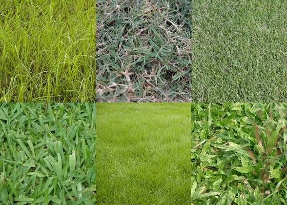 Cada tipo de grama compõe gramados de cor e textura diferente. Há um tipo mais indicado para cada uso e tipo de solo. Formar listras e xadrez também é um ótimo recurso de paisagismo