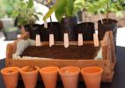 Aprenda a compor uma sementeira e veja suas plantas brotarem da terra - Fabiano Cerchiari / UOL