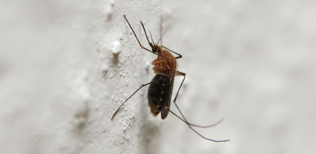 Combate ao pernilongo e a outros insetos pode desencadear alergias; saiba como evitá-las - Stock Images