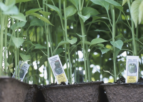 Workshop vai abordar como escolher o vaso, quais hortaliças podem ser plantadas, a forma adequada de plantio, a nutrição ideal para as plantas e métodos para controle de pragas - Getty Images