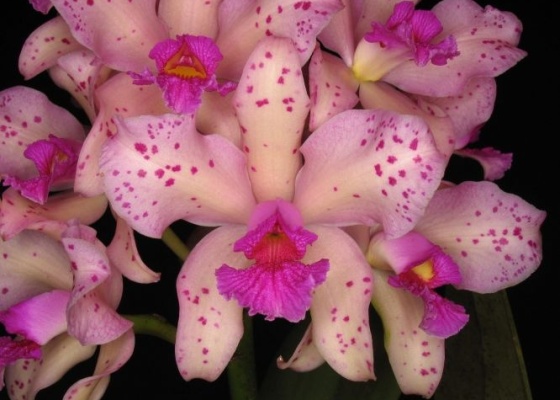 A Cattleya amethystoglossa, tem como coloração mais comum o lilás com pintas rosadas - Divulgação
