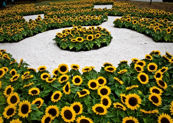O jardim da artista Beatriz Milhazes no Festival de Jardins do MAM-SP. Ela criou um sol com mais de 1.500 girassóis em semicírculos concêntricos e formas geométricas irregulares - Alessandro Shinoda/Folhapress