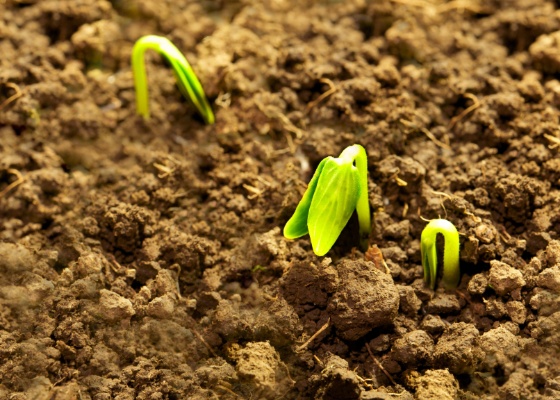 Ao plantar uma semente, deixe apenas uma fina camada de terra sobre o gro para que, ao germinar, o broto no encontre resistncia para sair do solo